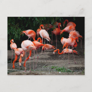 Postcard-Tiere-rosa Flamingos Postkarte