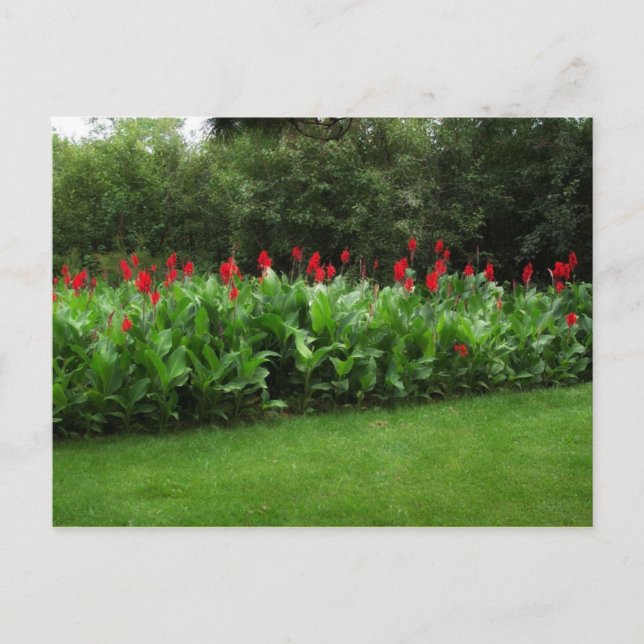 POSTCARD ~ TREIBHAUSPFLANZE GARTEN OFFENES GESCHÄF POSTKARTE (Vorderseite)