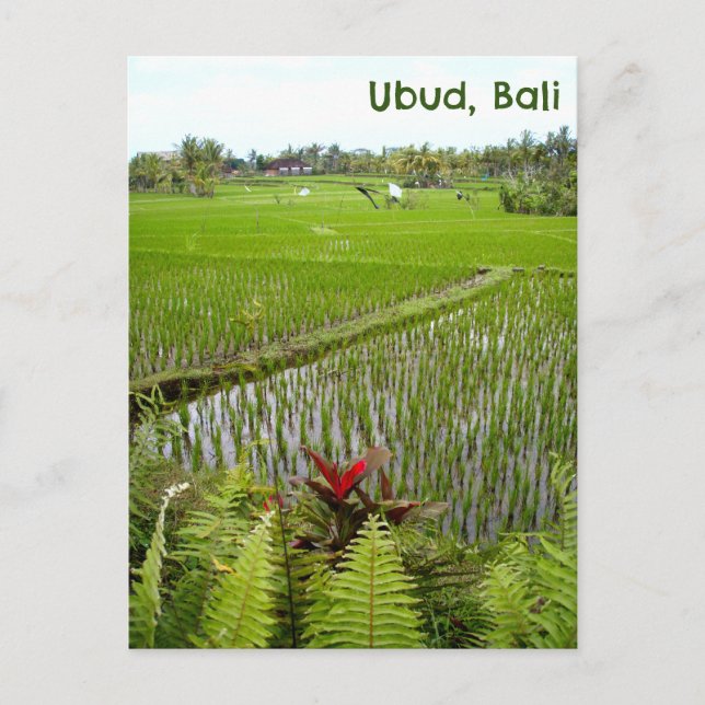 Postcard Ubud Bali Indonesia Reisfelder Postkarte (Vorderseite)