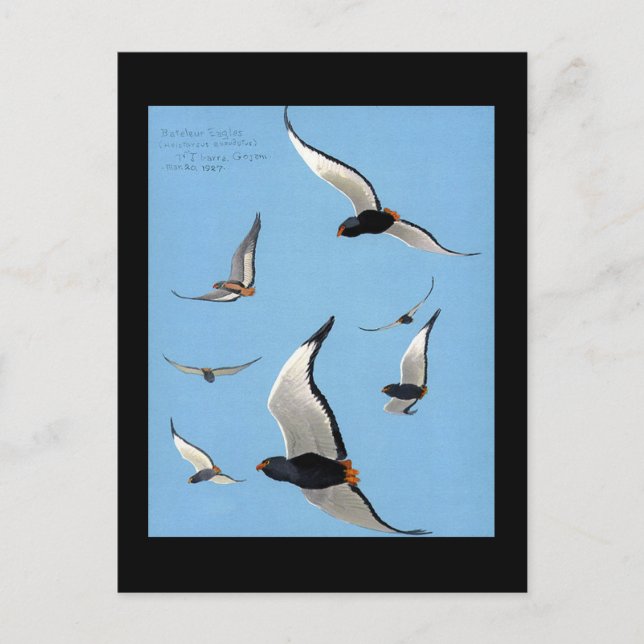 Postcard-Vintag Chicago Art-Abyssinian Birds 13 Postkarte (Vorderseite)