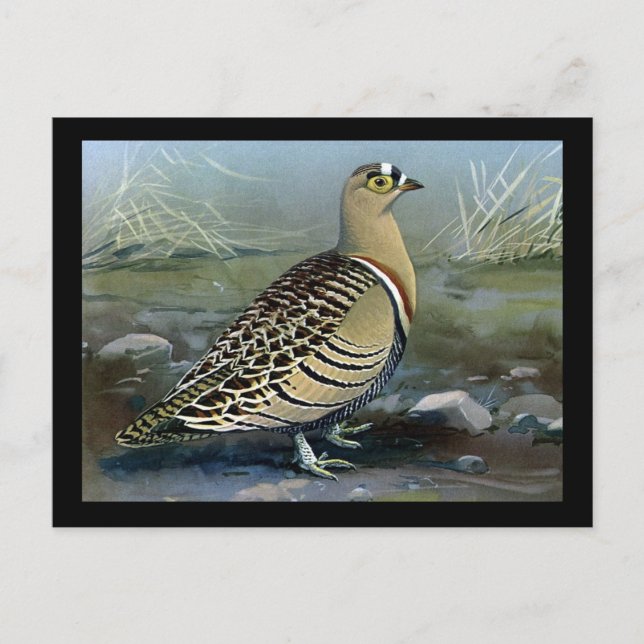 Postcard-Vintag Chicago Art-Abyssinian Birds 5 Postkarte (Vorderseite)