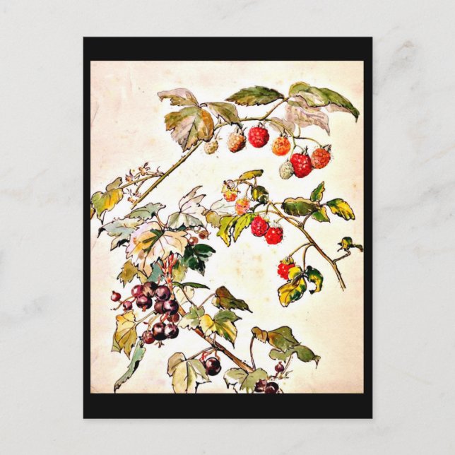 Postcard-Vintag Illustration-Beatrix Potter 9 Postkarte (Vorderseite)