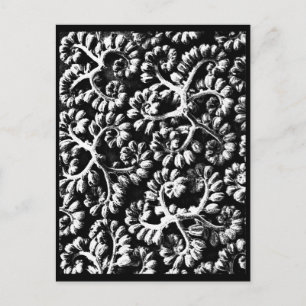 Postcard-Vintage Fotografie-Karl Blossfeldt 22 Postkarte