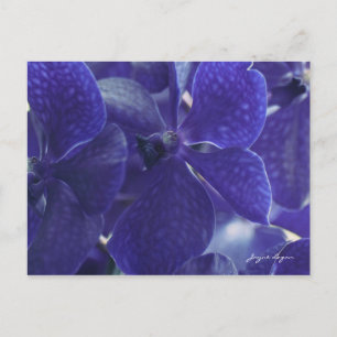 Postcard Violet Blue Orchids, Makrofotografie Postkarte