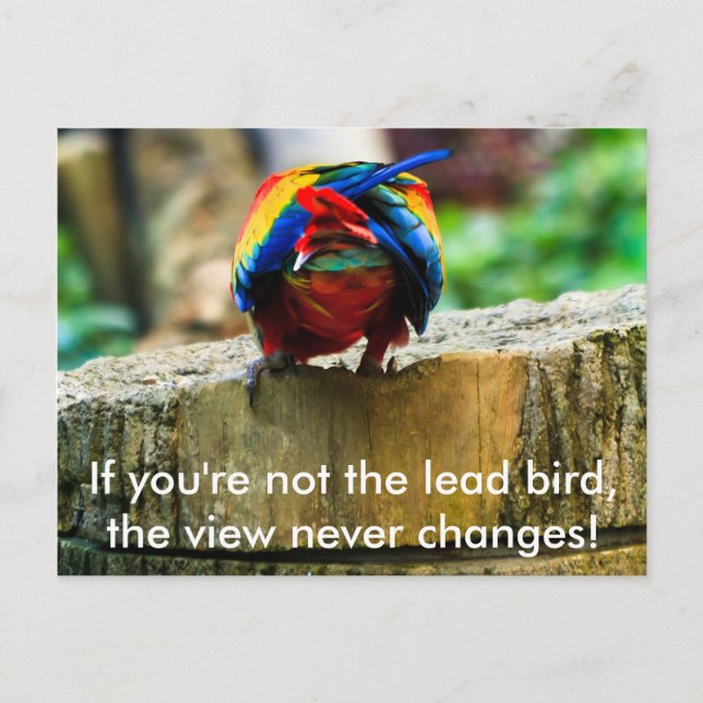 Postcard, wenn du nicht der Lead-Vogel bist, Postkarte (Vorderseite)