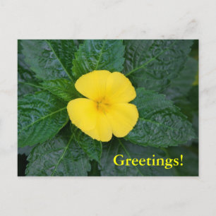 Postcard - West Indian Holly Postkarte