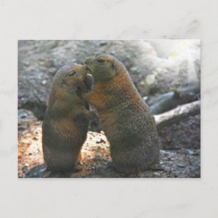 Postcard with cute marmot couple postkarte