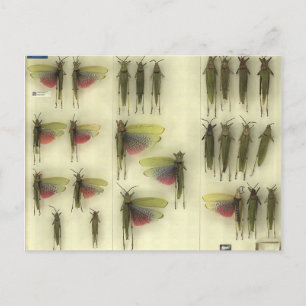 Postcard with Grasshoppers Postkarte