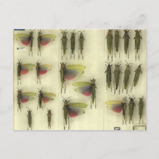 Postcard with Grasshoppers Postkarte