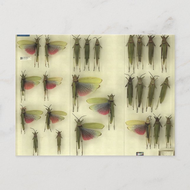 Postcard with Grasshoppers Postkarte (Vorderseite)