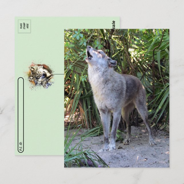 Postcross-Bild von Howling Wolf Postkarte (Vorne/Hinten)