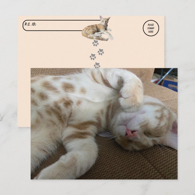 Postcross - Taz The Adorable Ginger Tabby - Katze Postkarte (Vorne/Hinten)