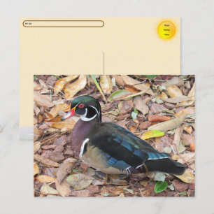 Postcrossing - Carte postale de Canard branchu