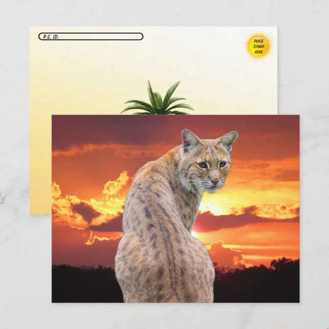 Postcrossing - Florida Bobcat mit atemberaubendem  Postkarte (Vorne/Hinten)