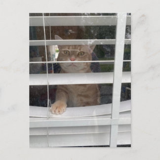 Postcrossing - La carte postale Où est maman chat