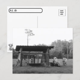 Postcrossing On the Ranch - Cows - Black and White Postkarte