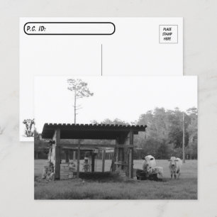 Postcrossing On the Ranch - Cows - Black and White Postkarte