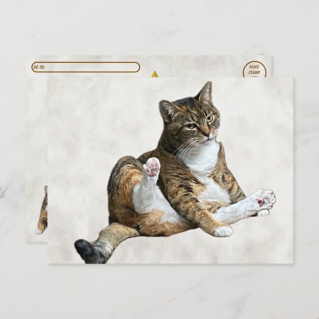 Postcrossing - Pose de chat ridicule - Carte posta (Devant / Derrière)