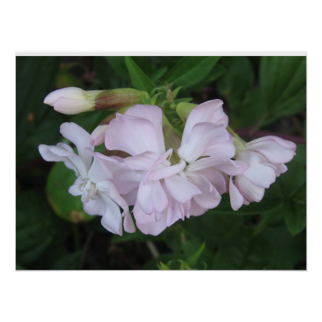 Poster (Vorderseite)