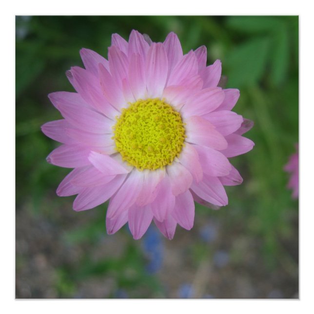 Poster (Vorderseite)