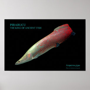 POSTER ク の ポ タ