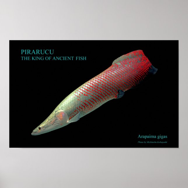 POSTER ク の ポ タ (Devant)