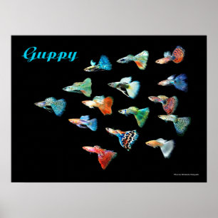 POSTER グ ッ ー