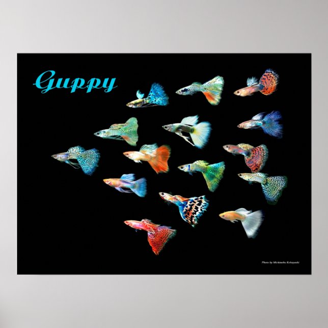 POSTER グ ッ ー (Devant)