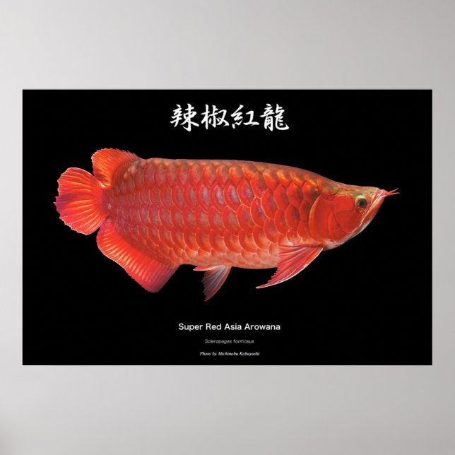 POSTER スーパーレッドアロワナのポスター (Devant)