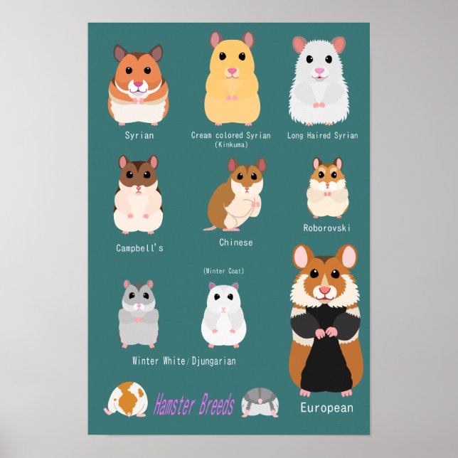 POSTER ム の ー タ 種 類 一 (Devant)