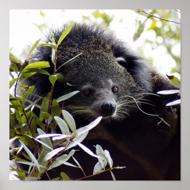 Poster 005Bearcat (Devant)