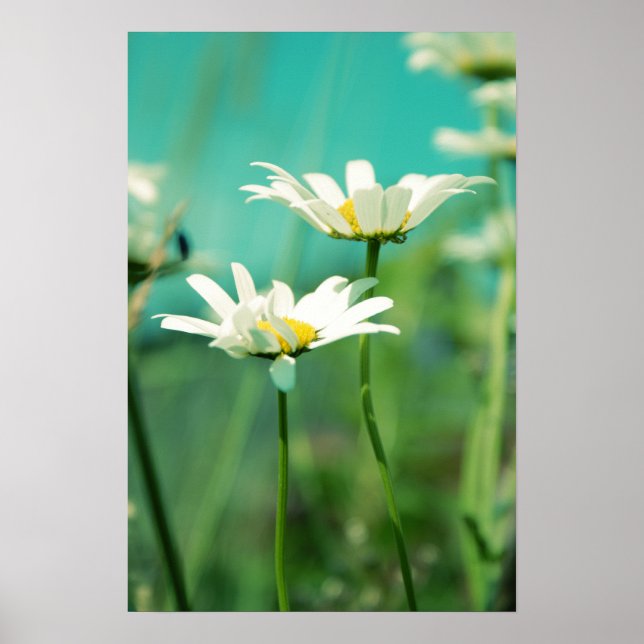 Poster 01 posable (Devant)