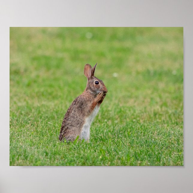 Poster 10x8 Rabbit debout dans l'herbe et l'air timide (Devant)