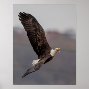 Poster 11x14 Bald Eagle