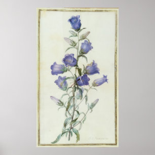 Poster 15 : Campanula : Milieu 1787