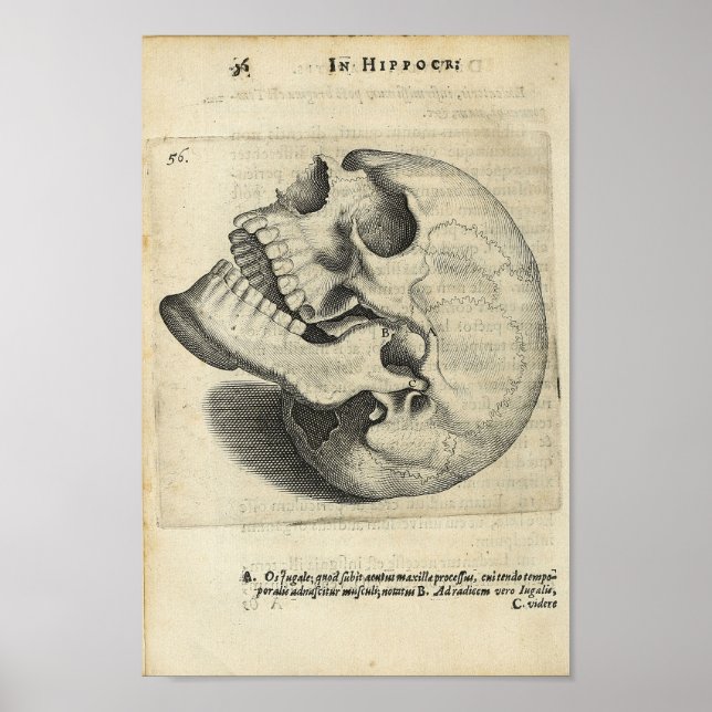 Poster 1616 Anatomie Vintage du crâne Imprimer (Devant)