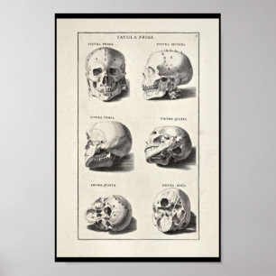 Poster 1691 Anatomie artistique Crâne Art