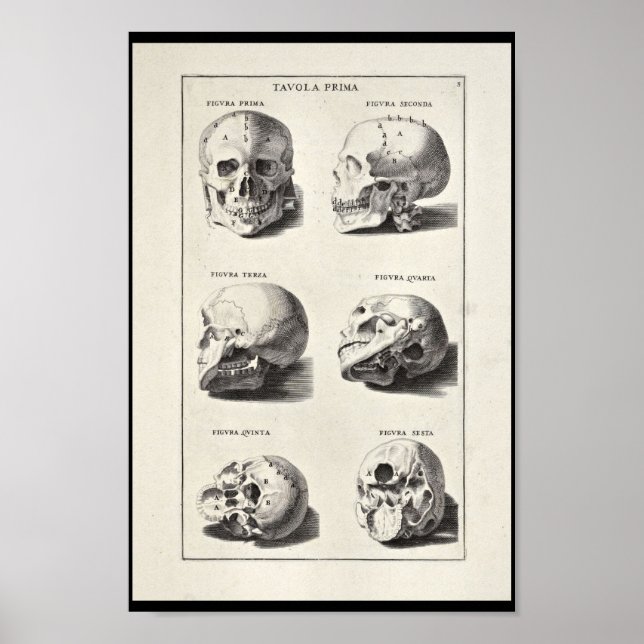 Poster 1691 Anatomie artistique Crâne Art (Devant)
