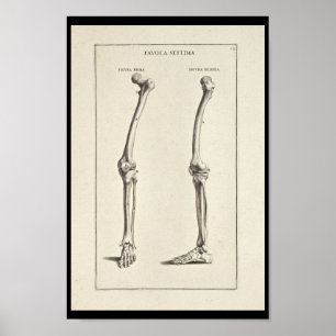 Poster 1691 Anatomie artistique os de jambe Art