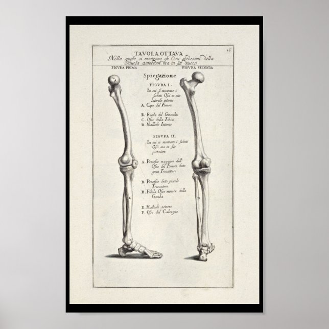 Poster 1691 Anatomie artistique os de jambe Art (Devant)