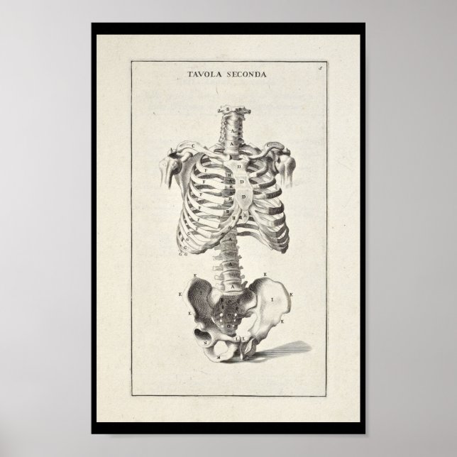 Poster 1691 Anatomie artistique Squelette d'art Imprimer (Devant)