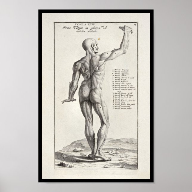 Poster 1691 Artistique Anatomie Muscles Corps Art Imprime (Devant)