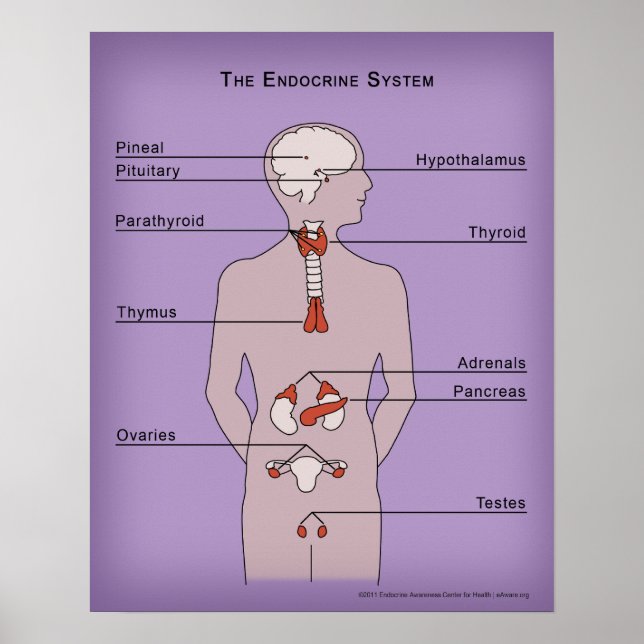 Poster 16x20 du système endocrinien (Devant)