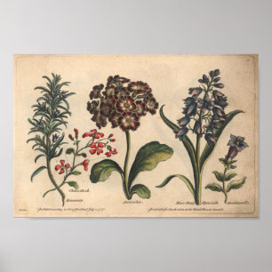 Poster 1757 Art Botanique Fleur Imprimer Romarin
