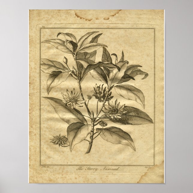 Poster 1817 Anniseed Culpeper Herbal Print (Devant)