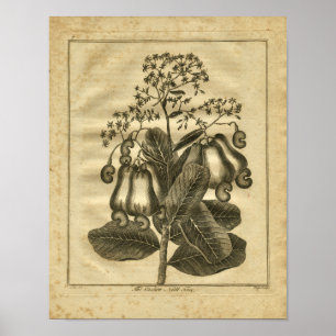 Poster 1817 Herbe de culture de noix de cajou