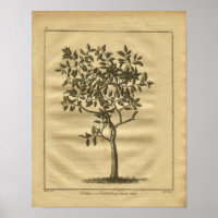 1817 Instruction de l'impression de la plante de c