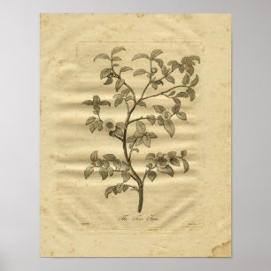 Poster 1817 Tea Tree Culpeper Herbal Print