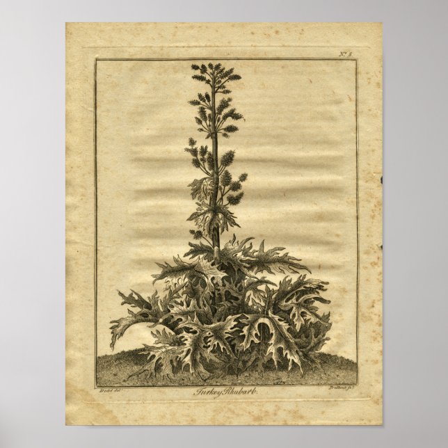Poster 1817 Turc Rhubarb Culpeper Herbal Print (Devant)