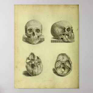 Poster 1824 Anatomie des crânes humains Imprimer